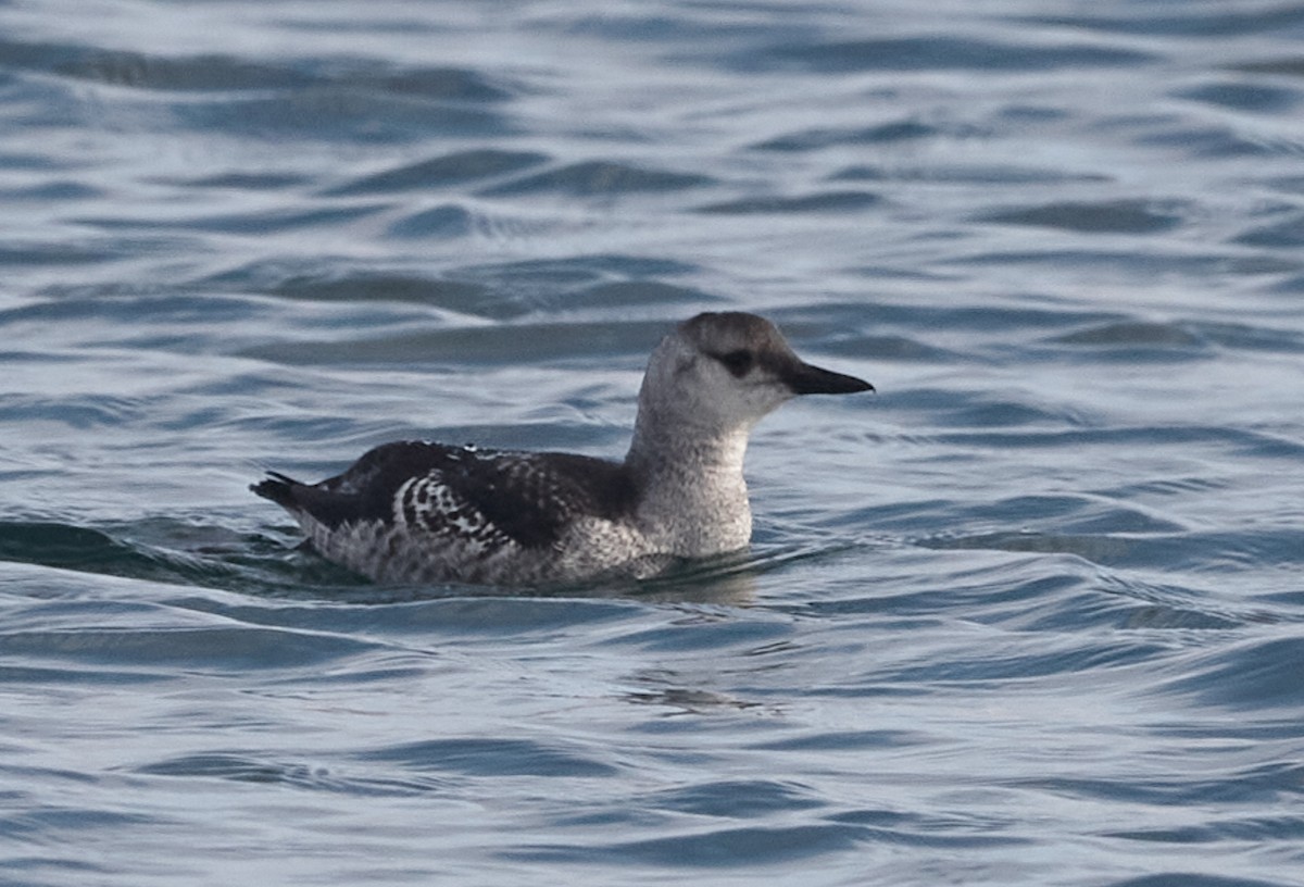אוריה שחורה - ML645051796