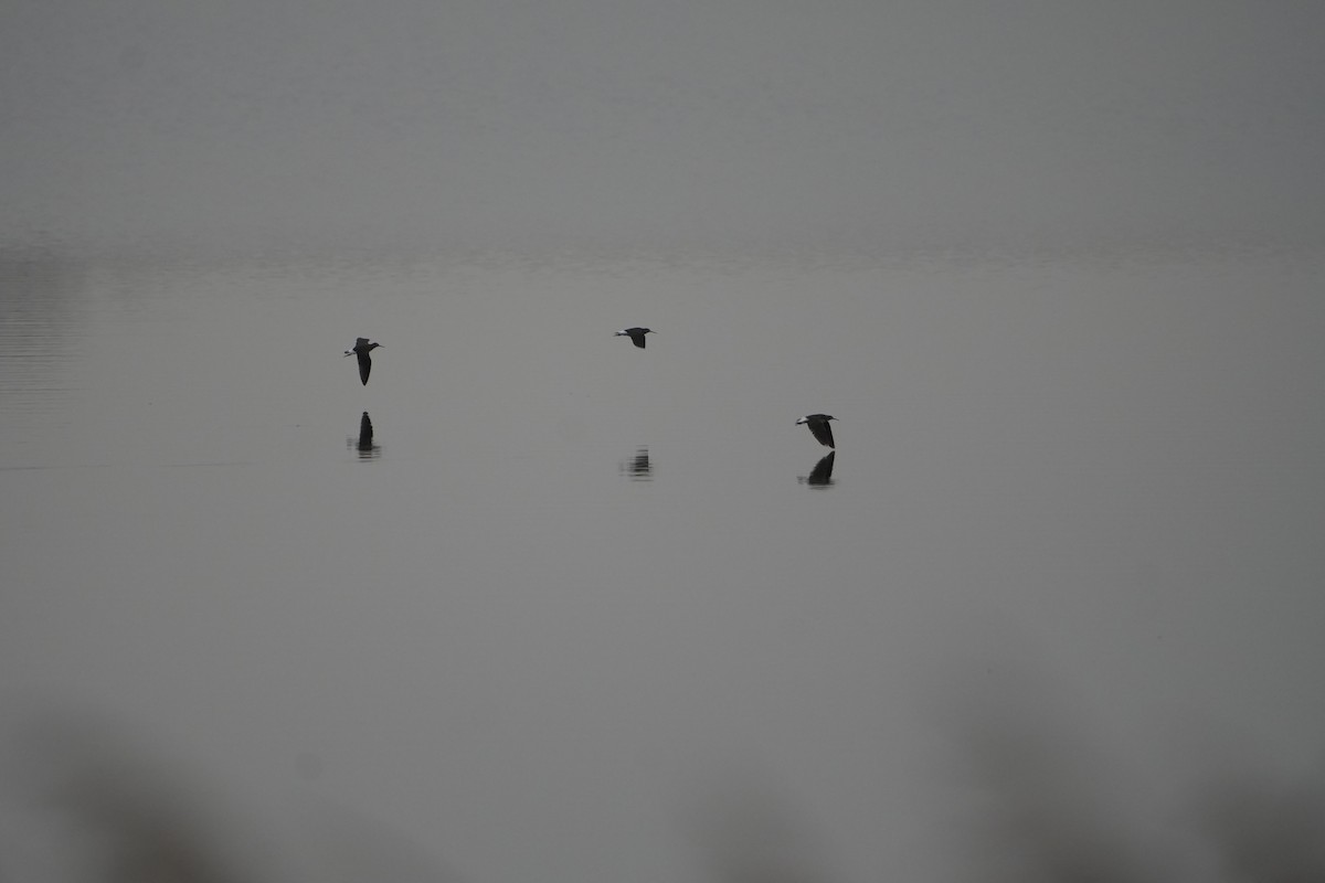 Green Sandpiper - ML645051803