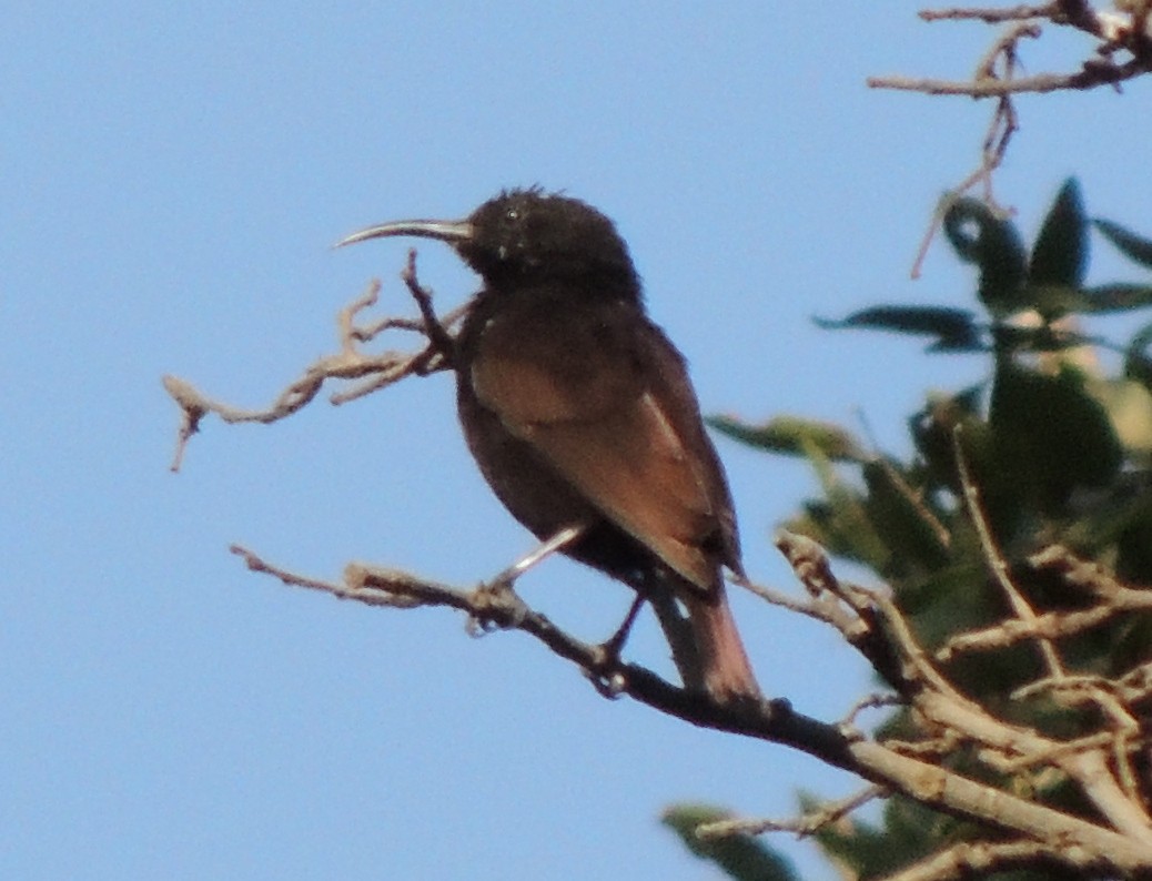 strdimil ametystový - ML645051811