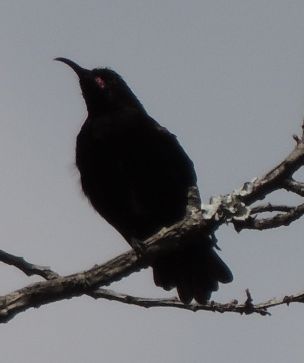 strdimil ametystový - ML645051812