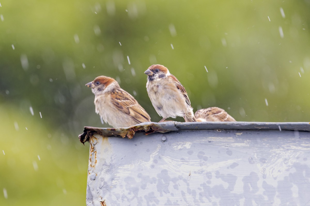 pilfink - ML645051840