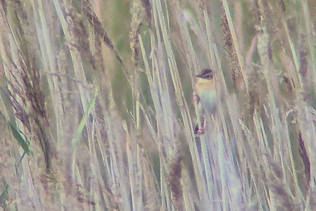 תפר - ML645051859