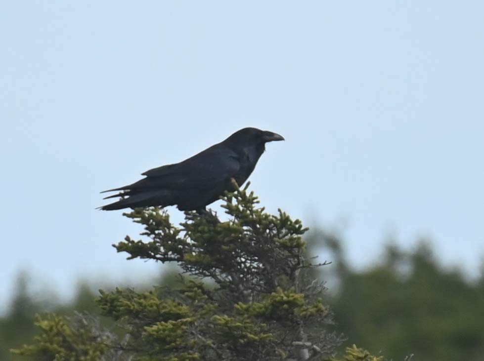 Cuervo Grande - ML645051872