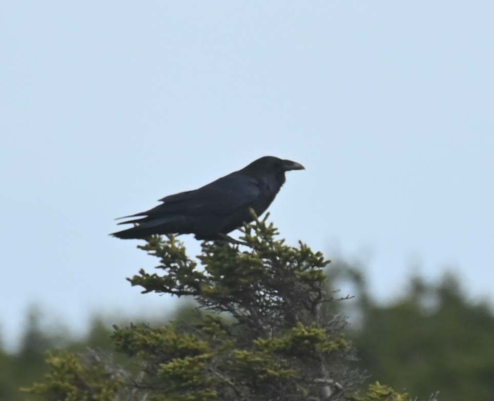 Cuervo Grande - ML645051873