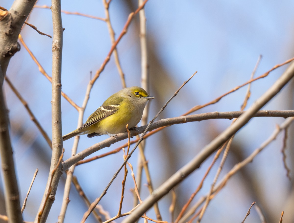 White-eyed Vireo - ML645051891