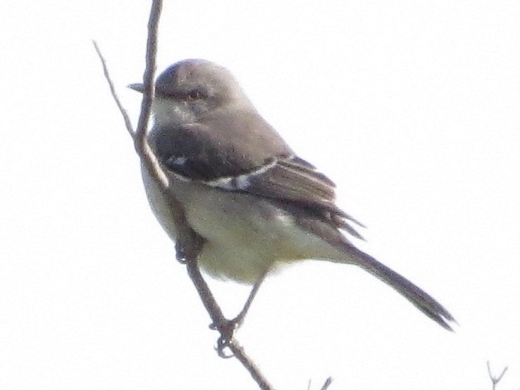 Northern Mockingbird - ML645051893