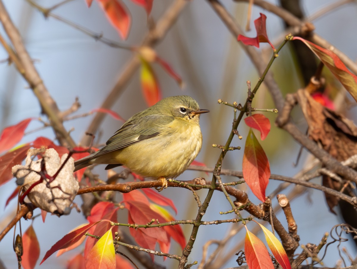 Black-throated Blue Warbler - ML645051894