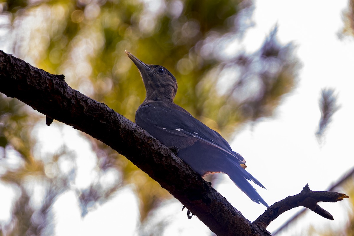 okinawaspett - ML645051897