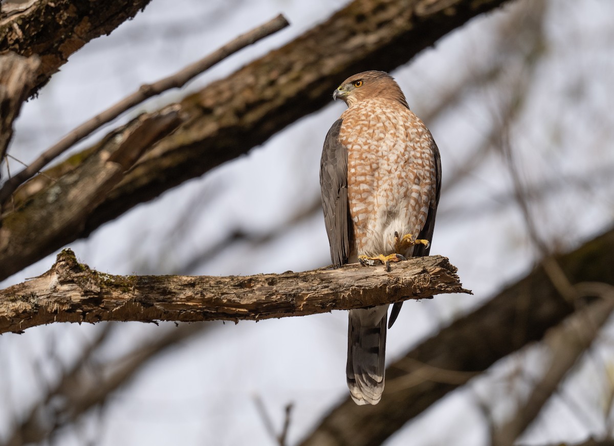 Cooper's Hawk - ML645051901