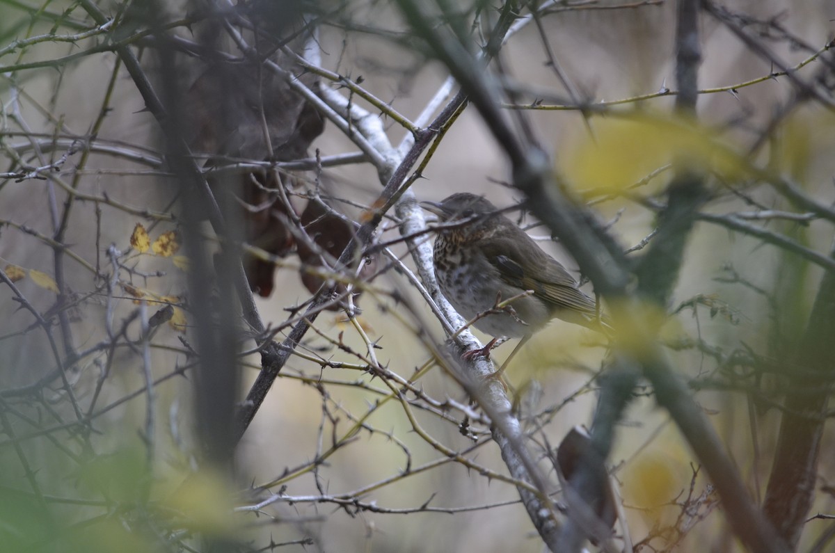 Hermit Thrush - ML645051902