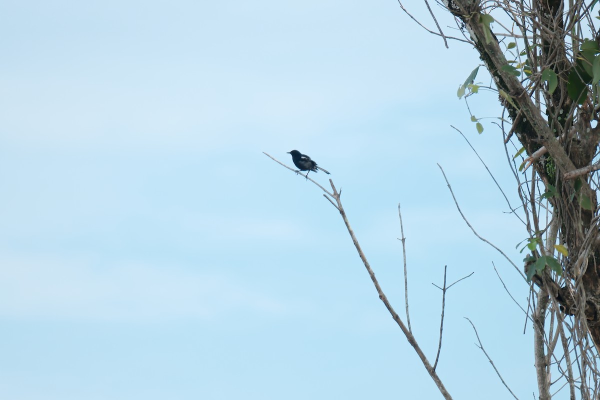 Oriental Magpie-Robin - ML645051904