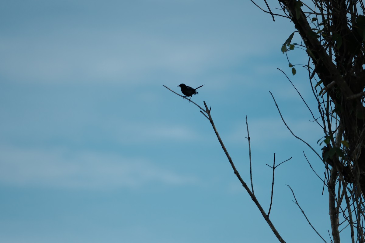 Oriental Magpie-Robin - ML645051906