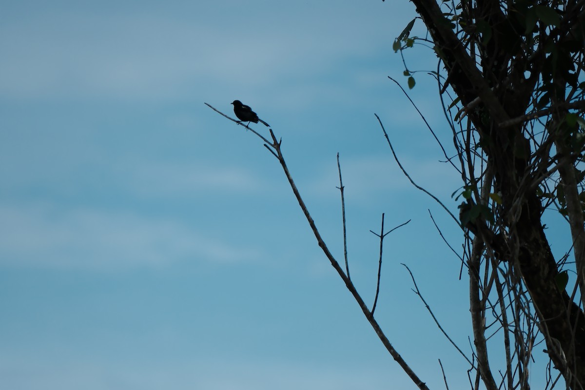 Oriental Magpie-Robin - ML645051907