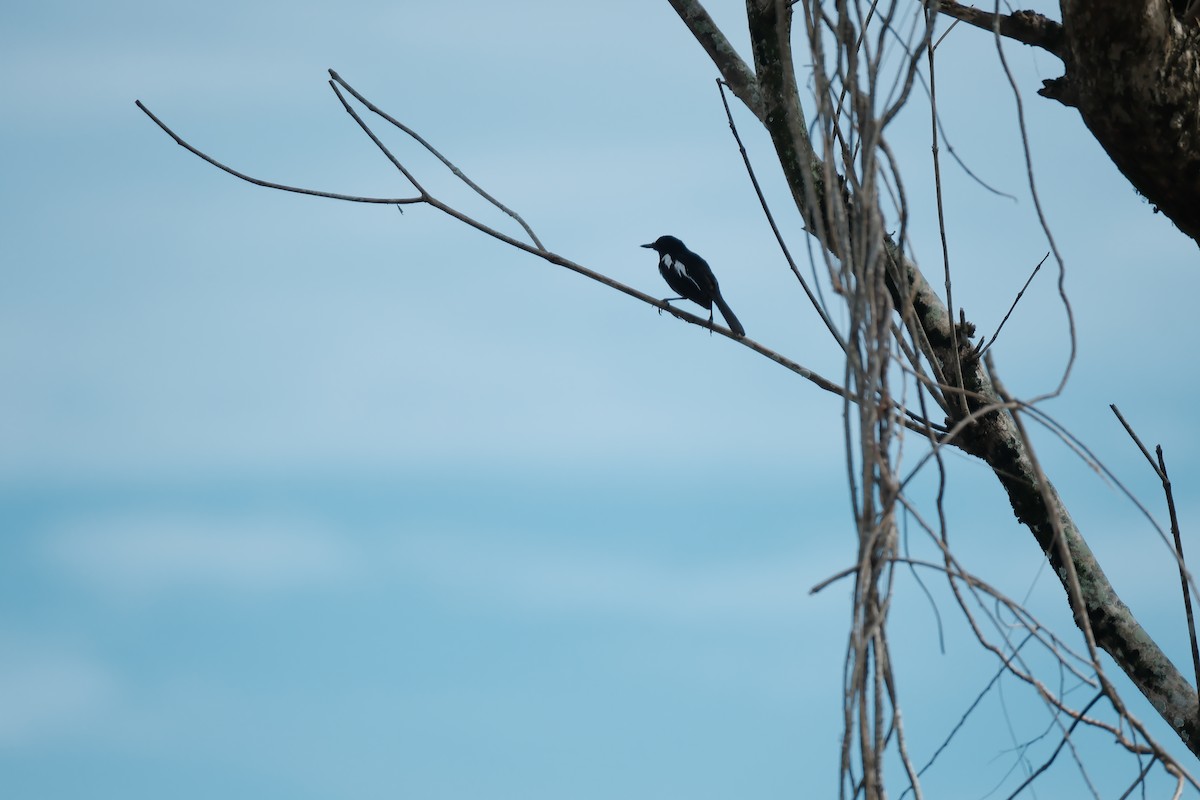 Oriental Magpie-Robin - ML645051908