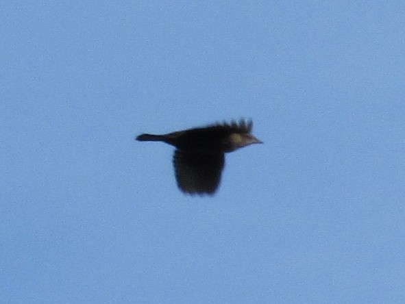 Braunkopf-Kuhstärling - ML645051909