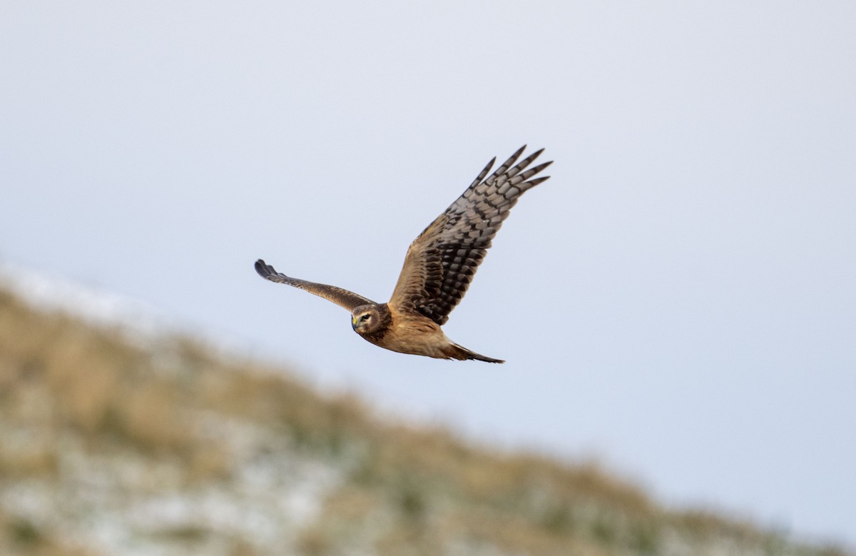 Northern Harrier - ML645051912