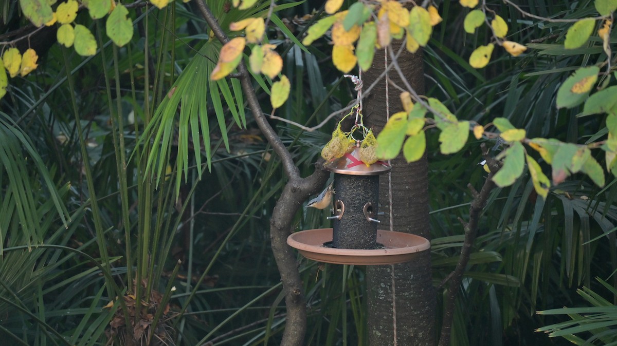 Eurasian Nuthatch - ML645051919