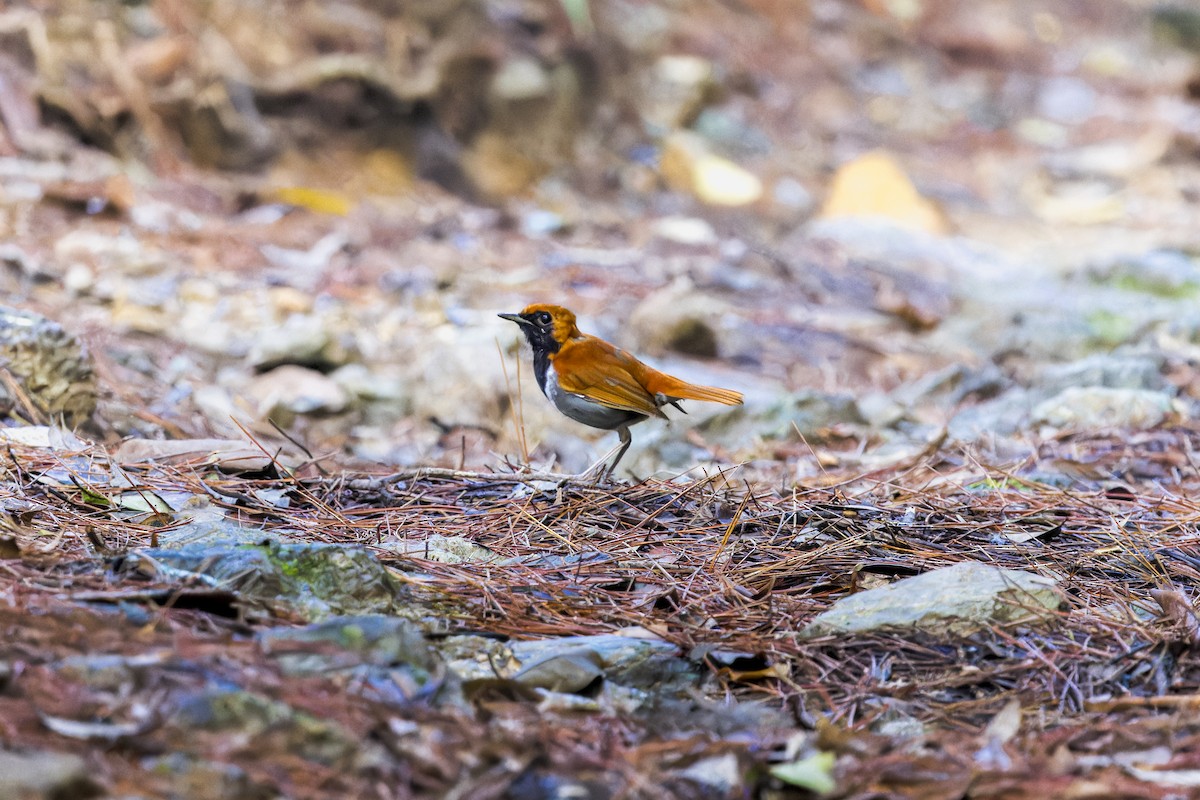 gråbuksvartskjegg - ML645051928