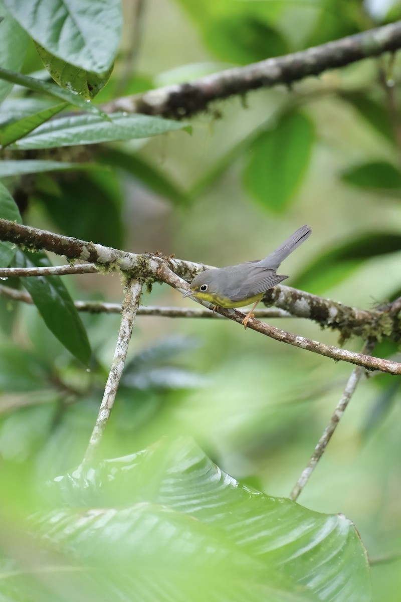 Reinita Canadiense - ML645051937