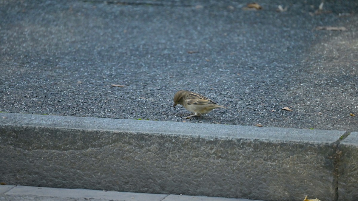 Italian Sparrow - ML645051944