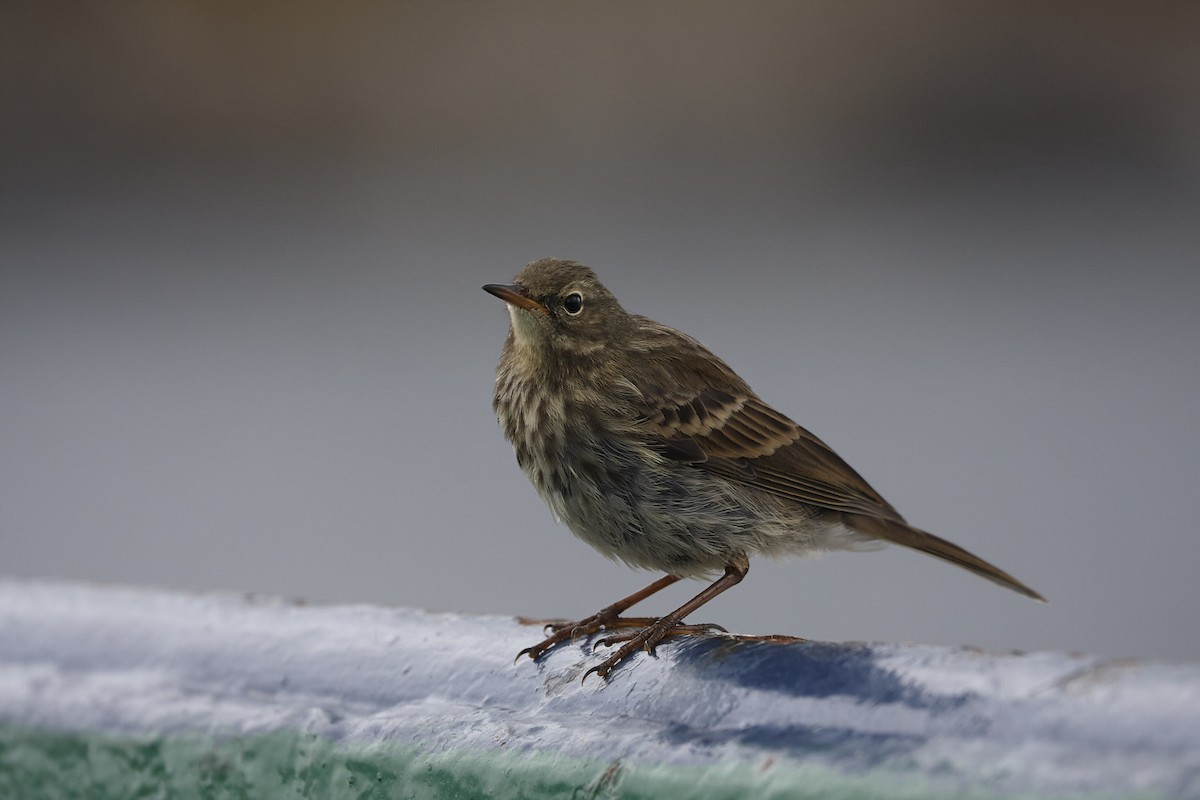 Rock Pipit - ML645051950