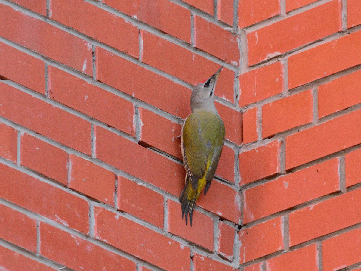 Gray-headed Woodpecker (Gray-headed) - ML645051971