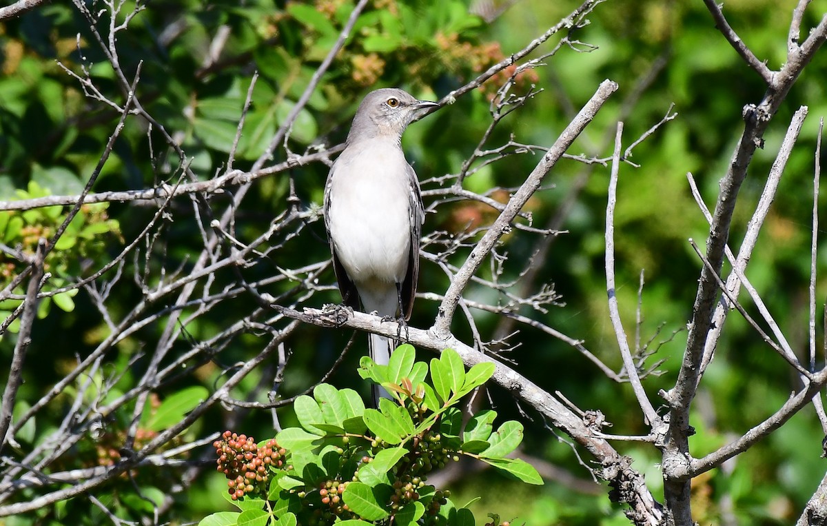 Northern Mockingbird - ML645051985