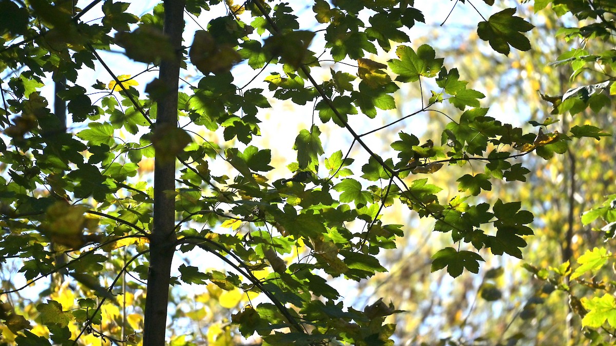 Eurasian Blue Tit - ML645051990