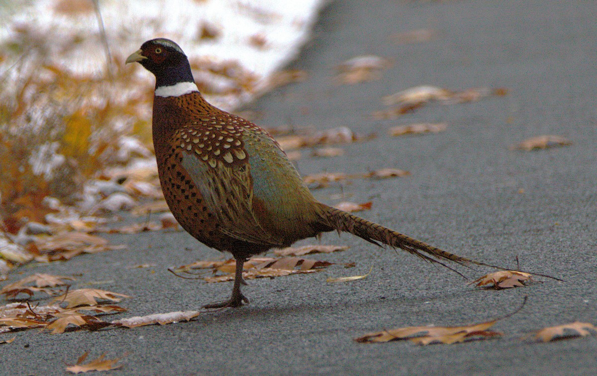 Ring-necked Pheasant - ML645052005