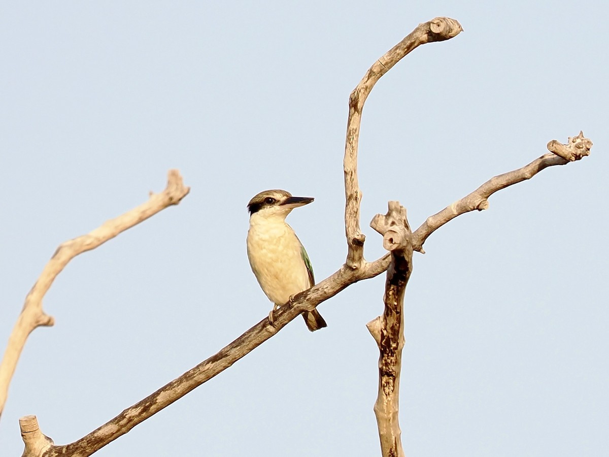 Red-backed Kingfisher - ML645052018