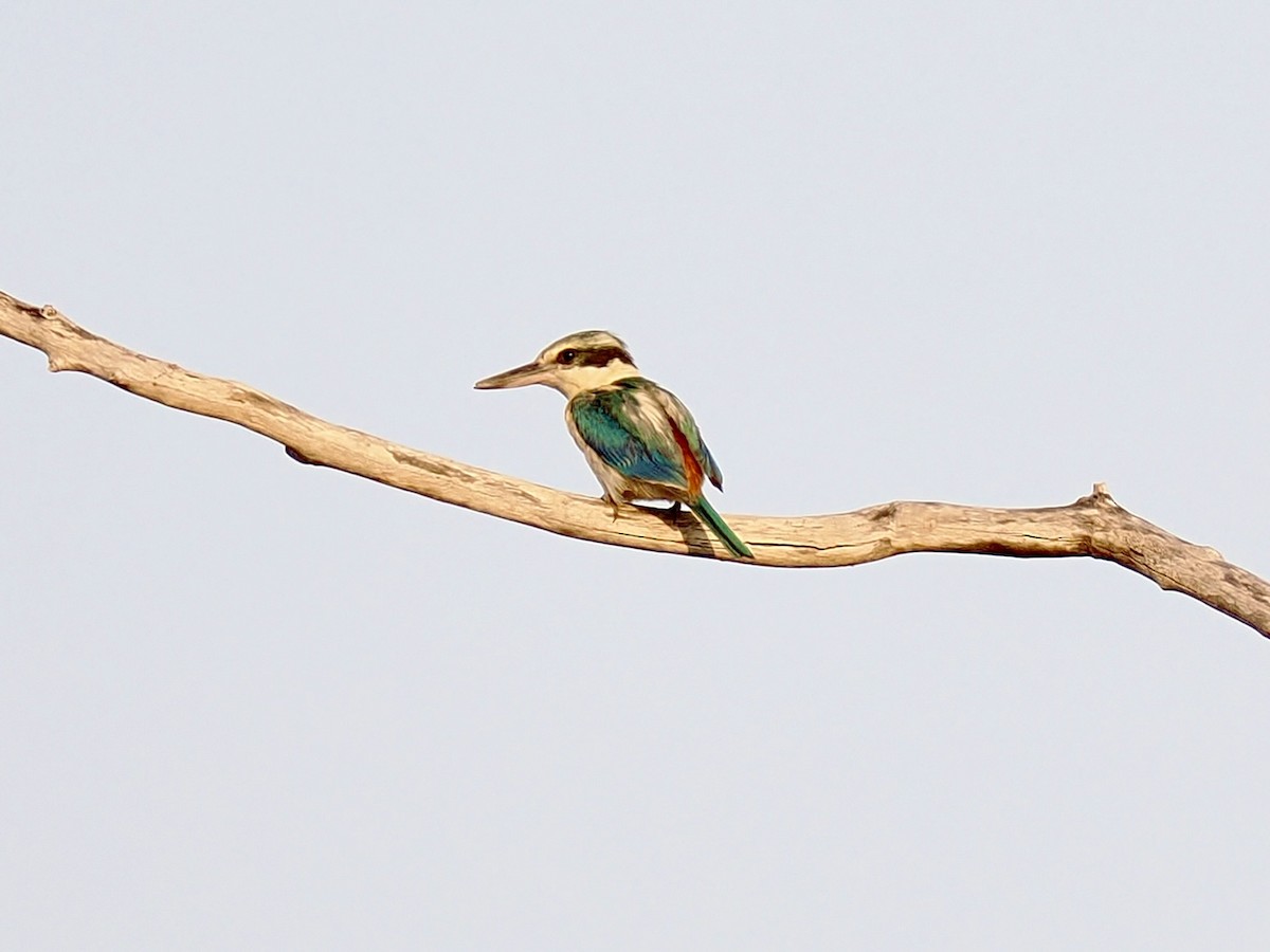 Red-backed Kingfisher - ML645052019