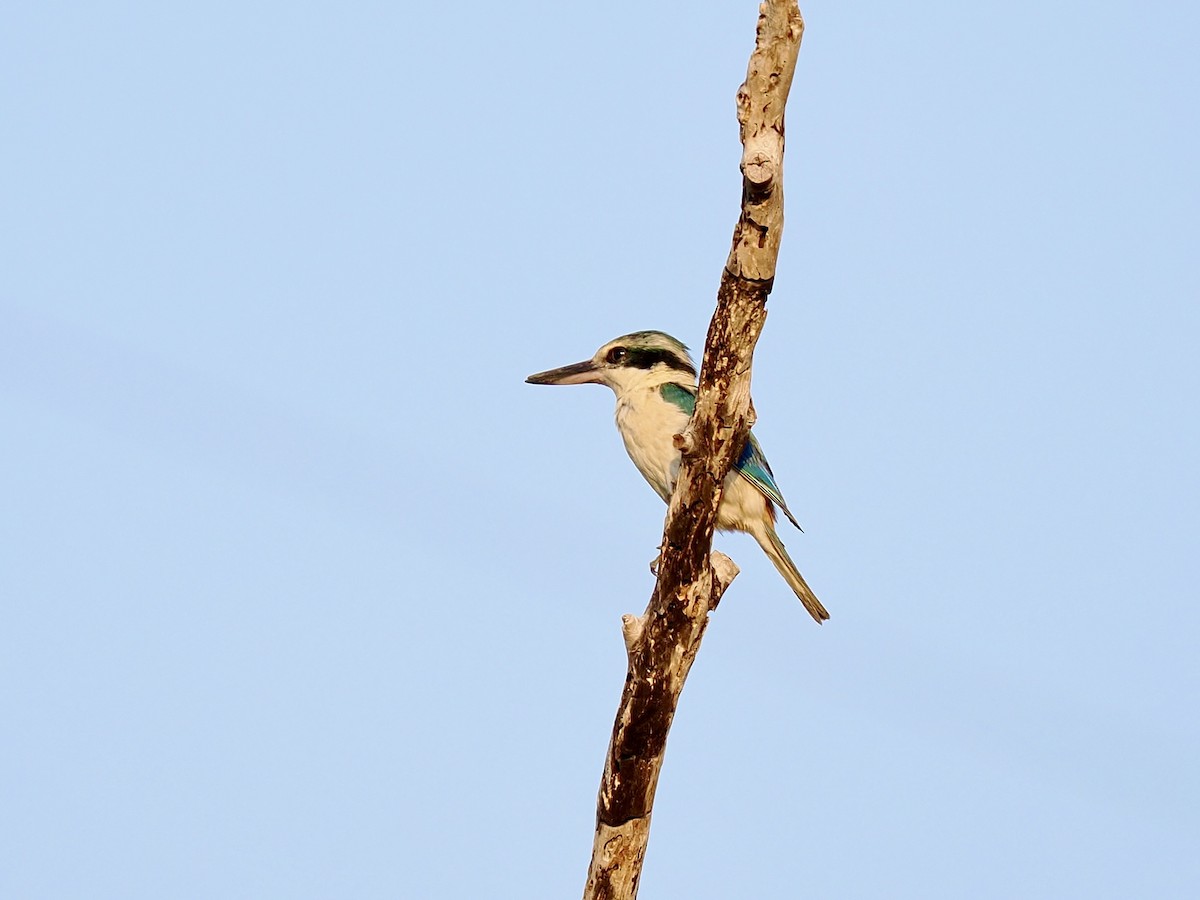 Red-backed Kingfisher - ML645052020