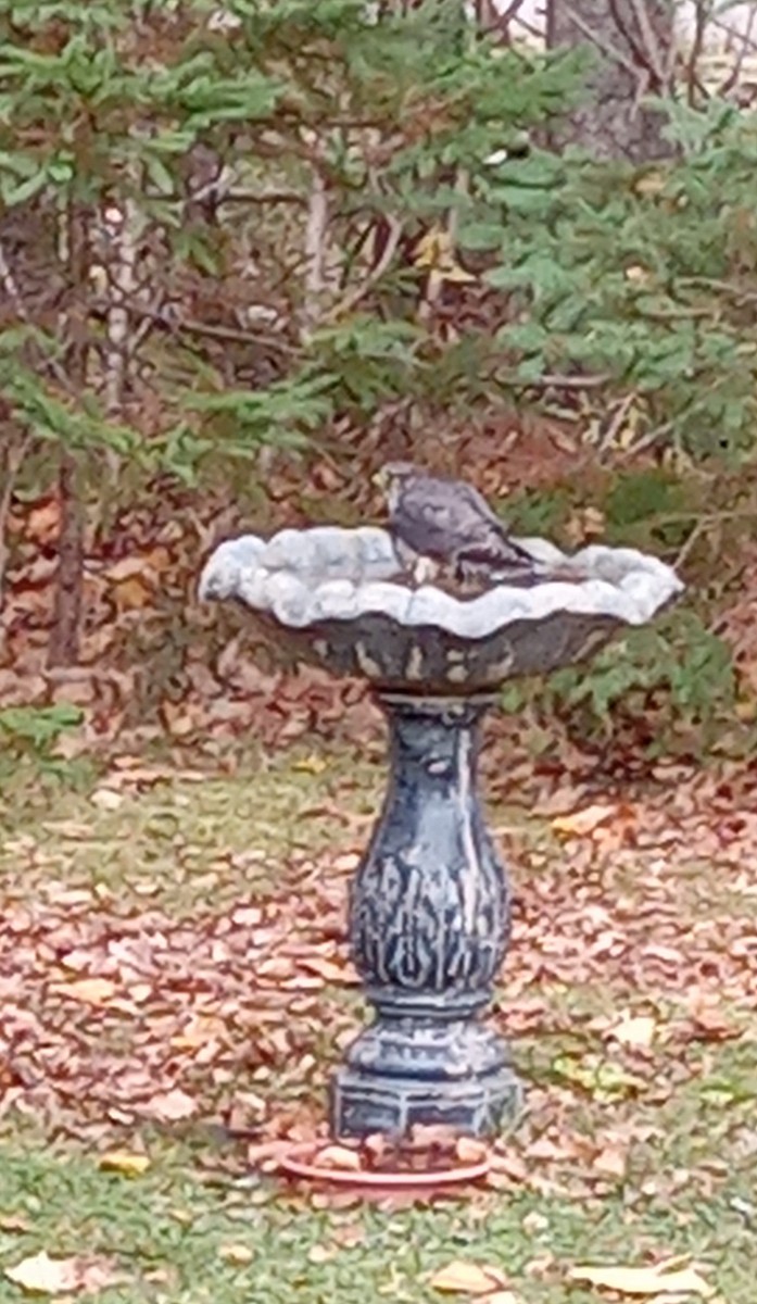 Merlin - ML645052028