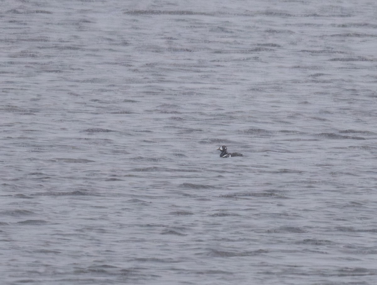 Harlequin Duck - ML645052036