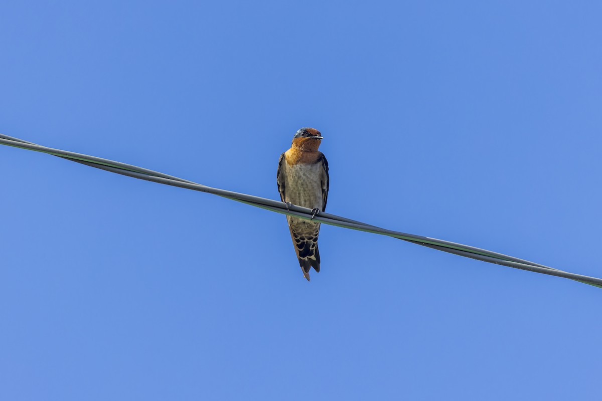 kystsvale - ML645052042