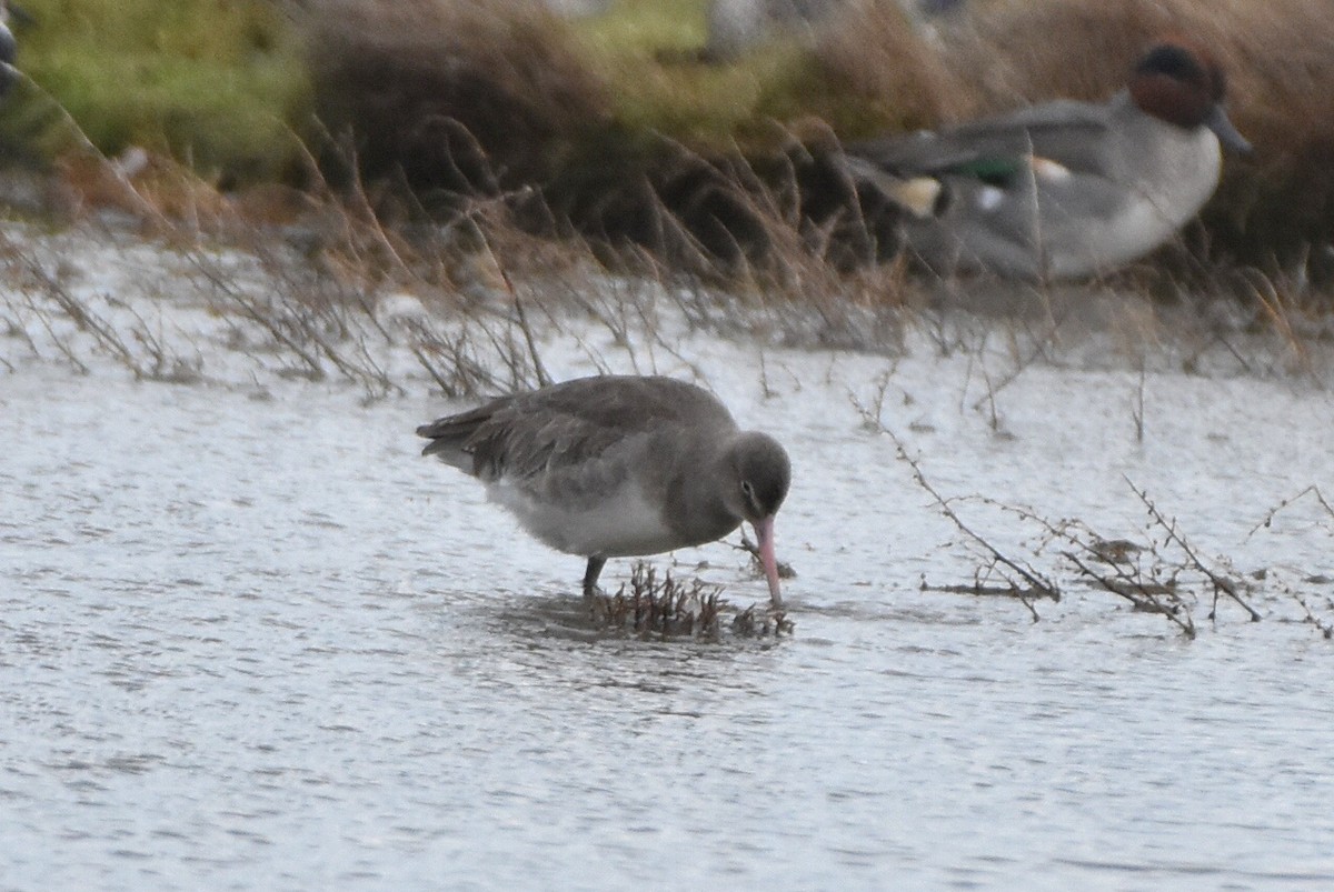 Black-tailed Godwit - ML645052043