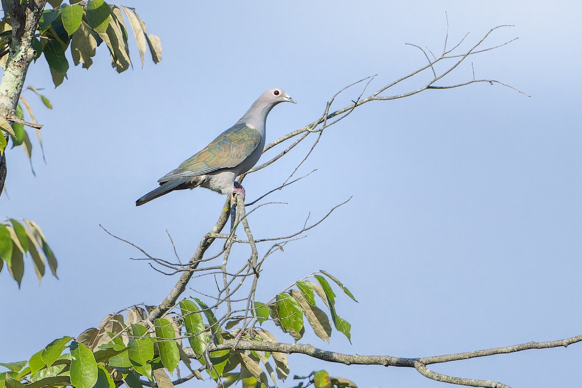 Green Imperial-Pigeon - ML645052056