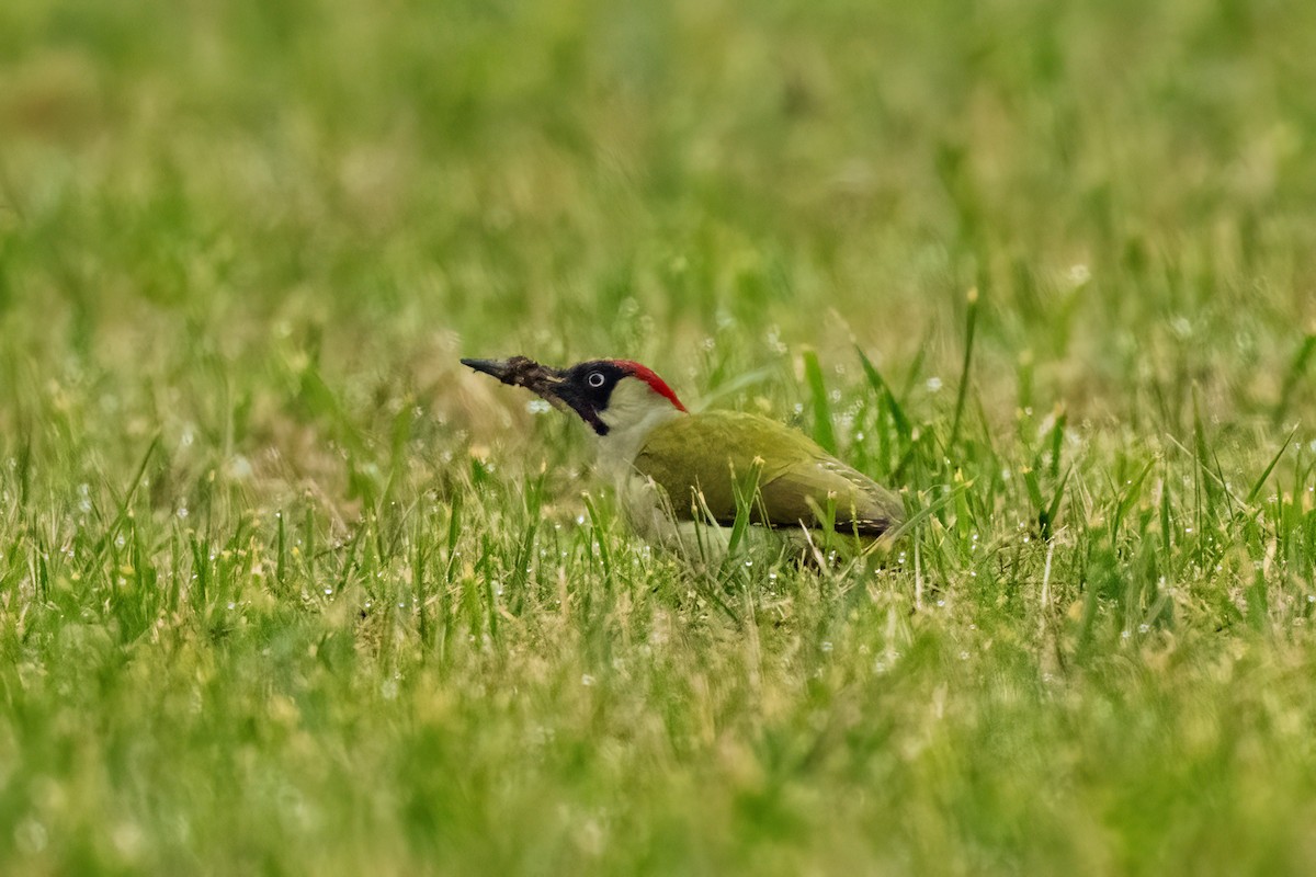 Eurasian Green Woodpecker - ML645052064