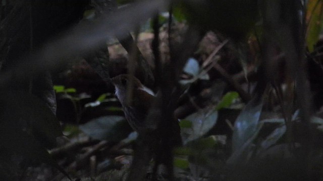 Tapahos Yerçavuşu - ML645052065