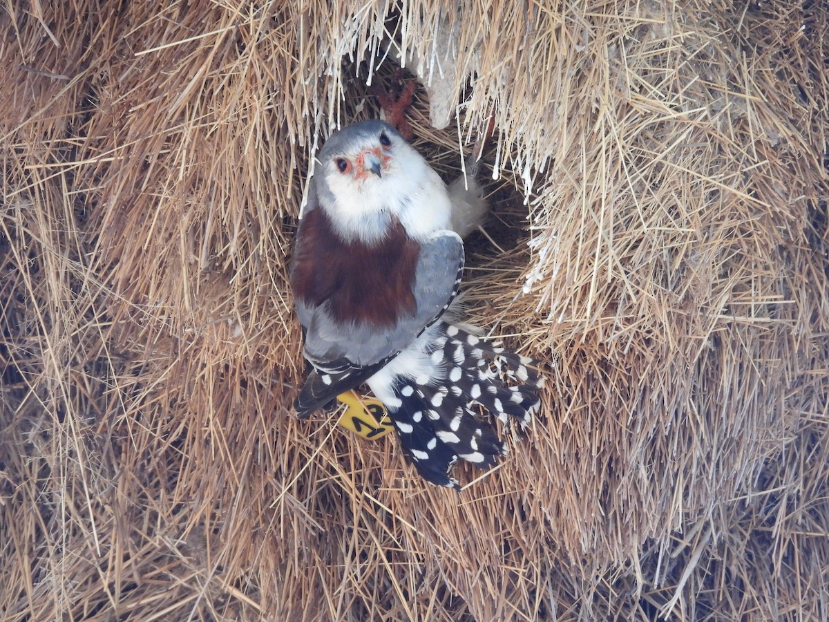 Pygmy Falcon - ML645052068