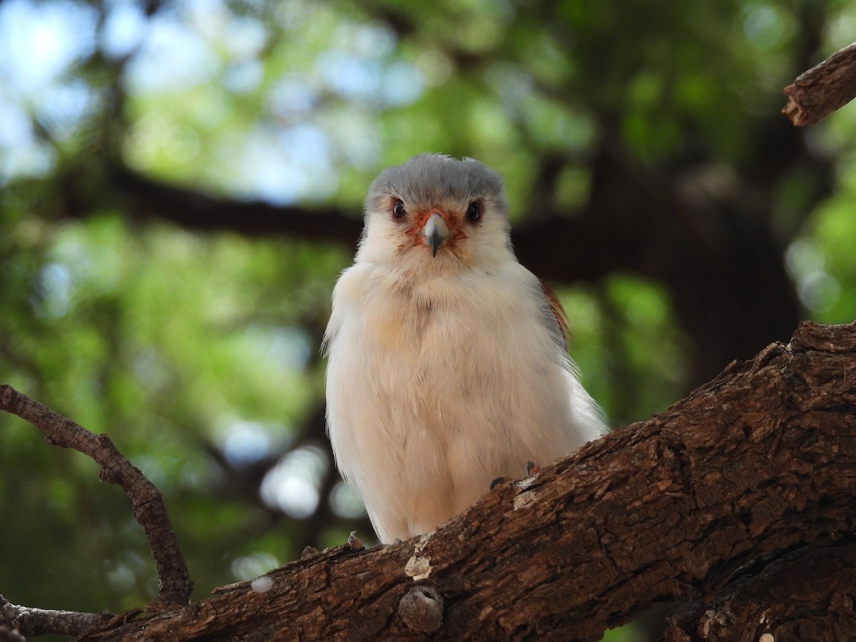 Pygmy Falcon - ML645052069