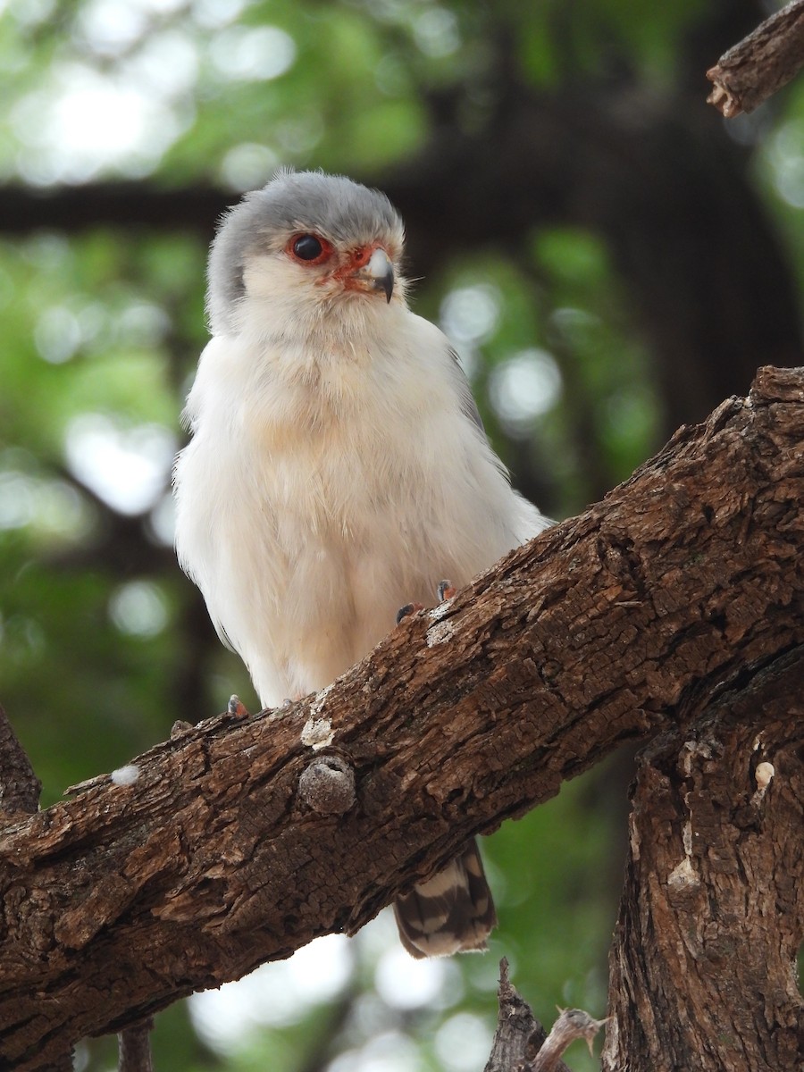 Pygmy Falcon - ML645052070