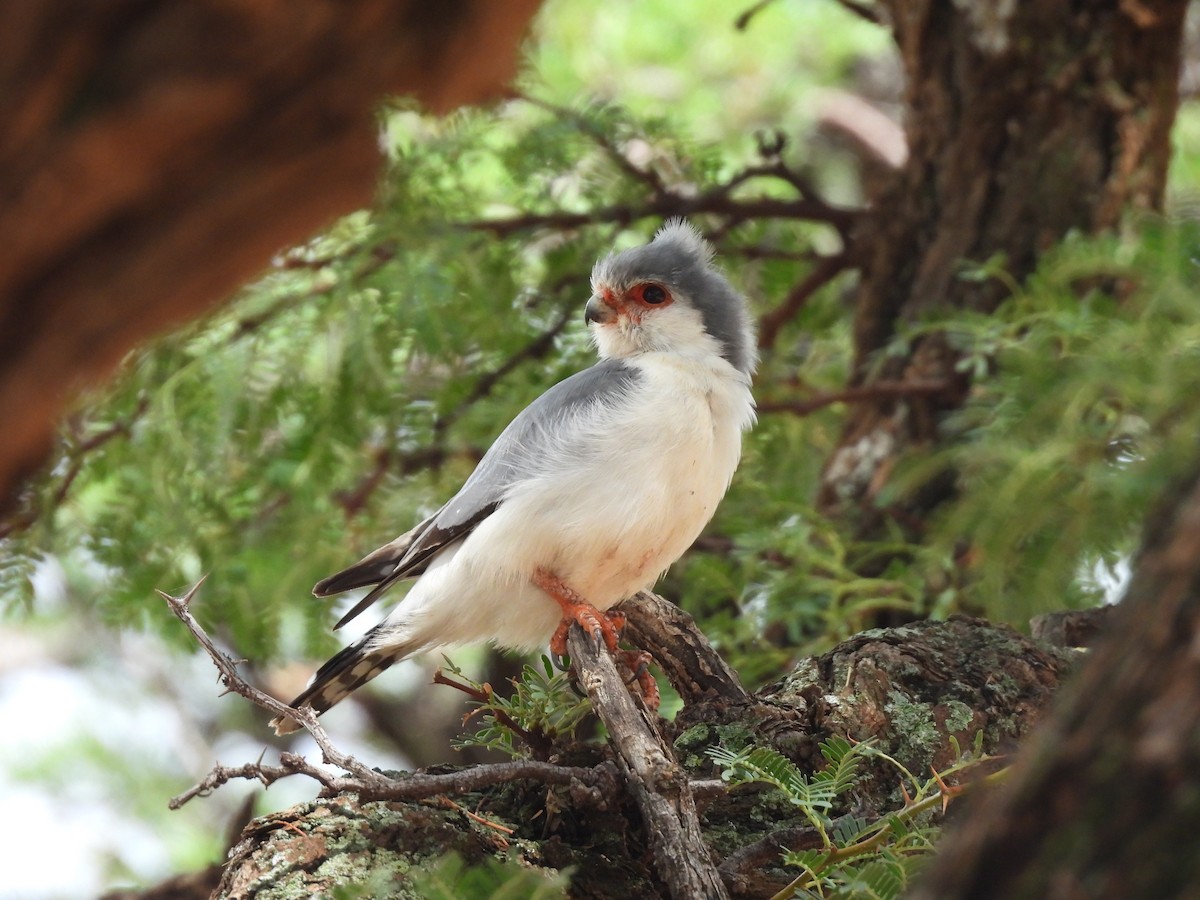 Pygmy Falcon - ML645052071