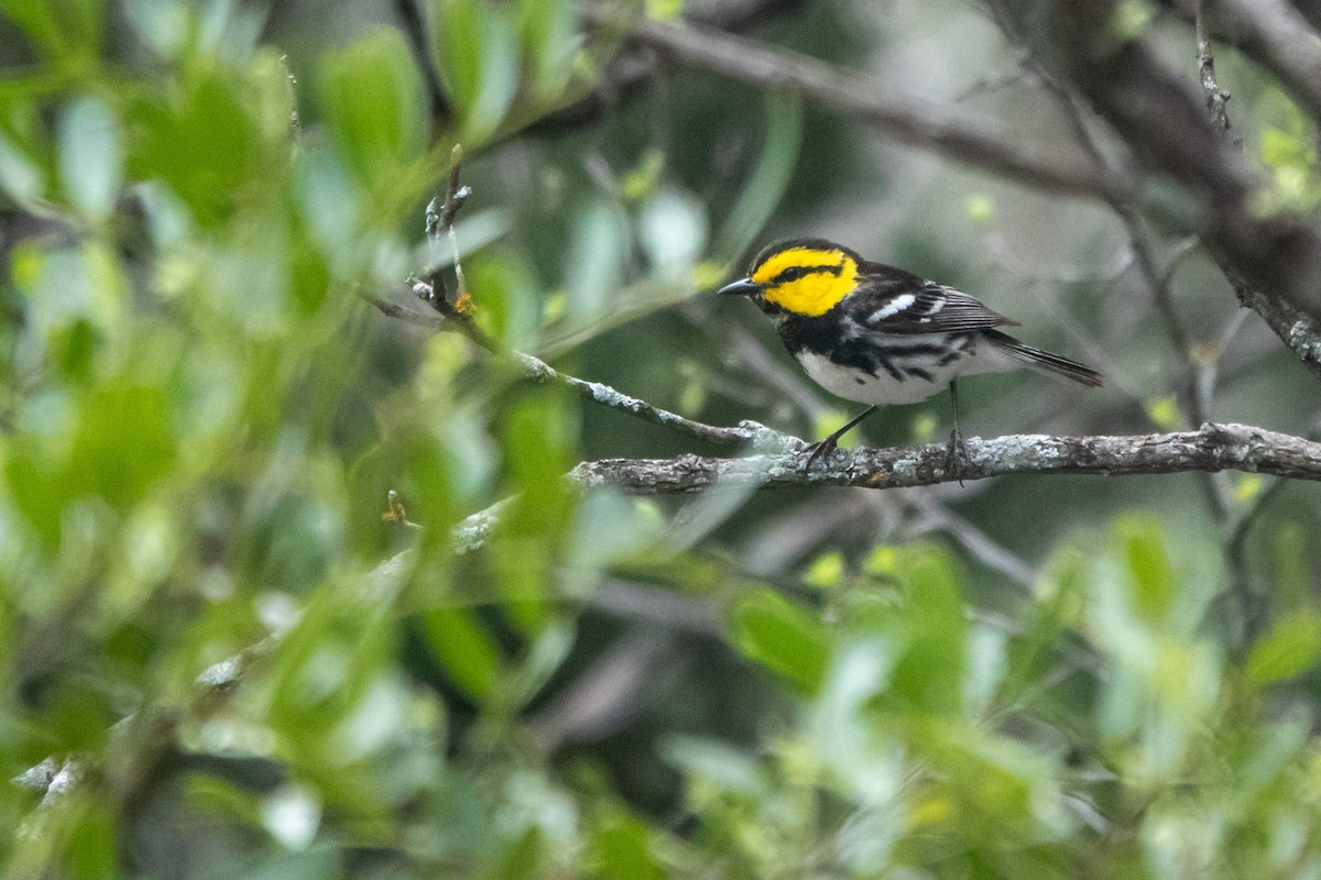 Golden-cheeked Warbler - ML645052072