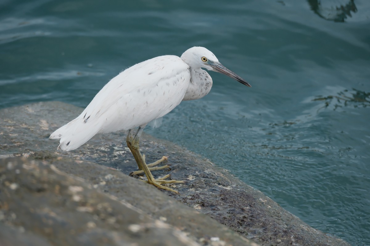 Pacific Reef-Heron - ML645052076