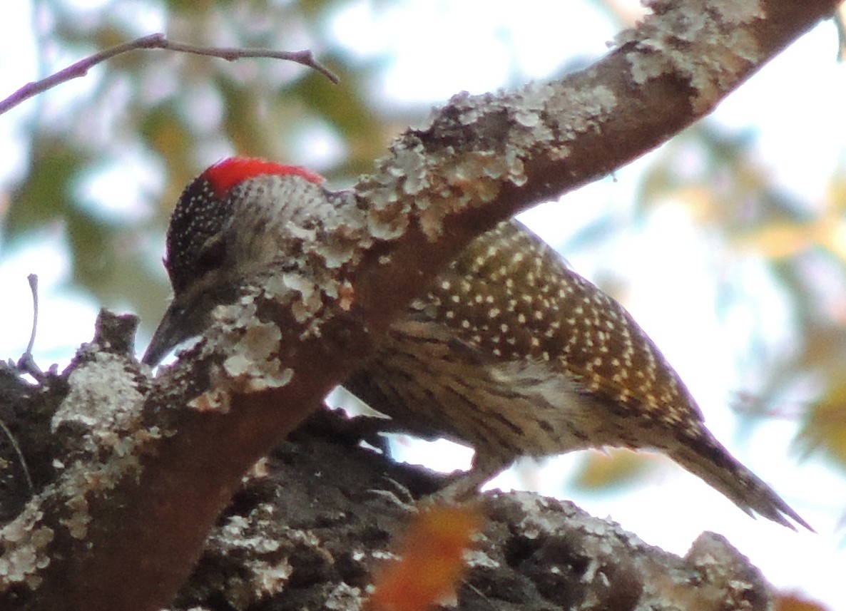 datel zlatoocasý - ML645052078