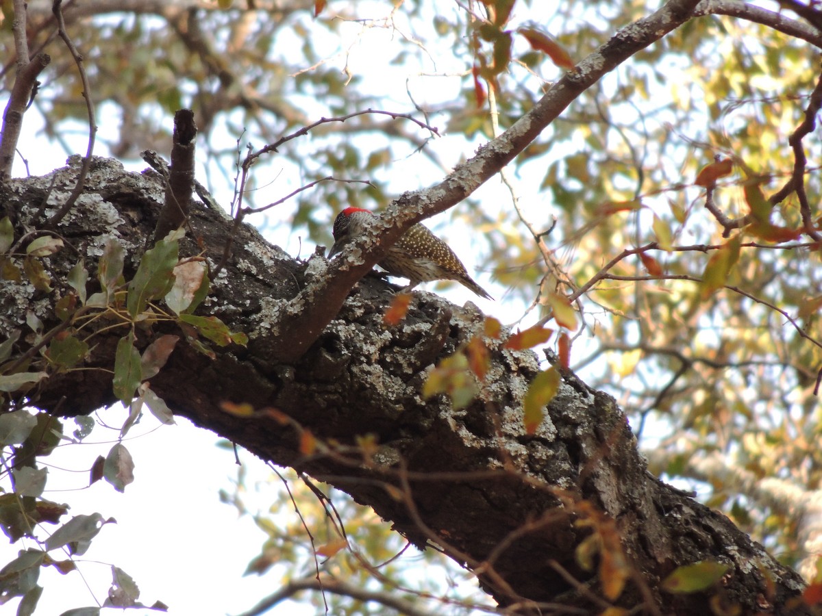 datel zlatoocasý - ML645052079