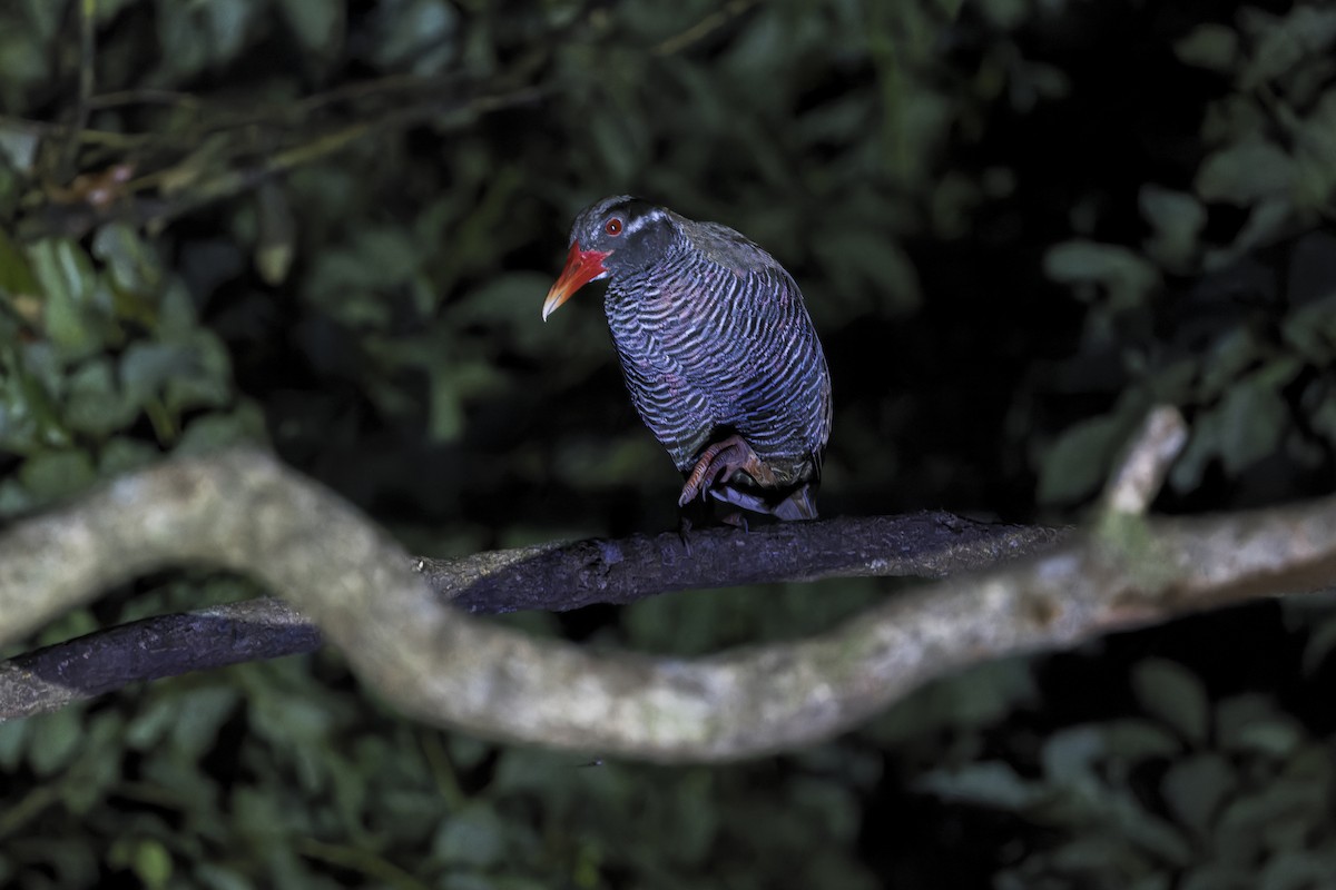 okinawarikse - ML645052081