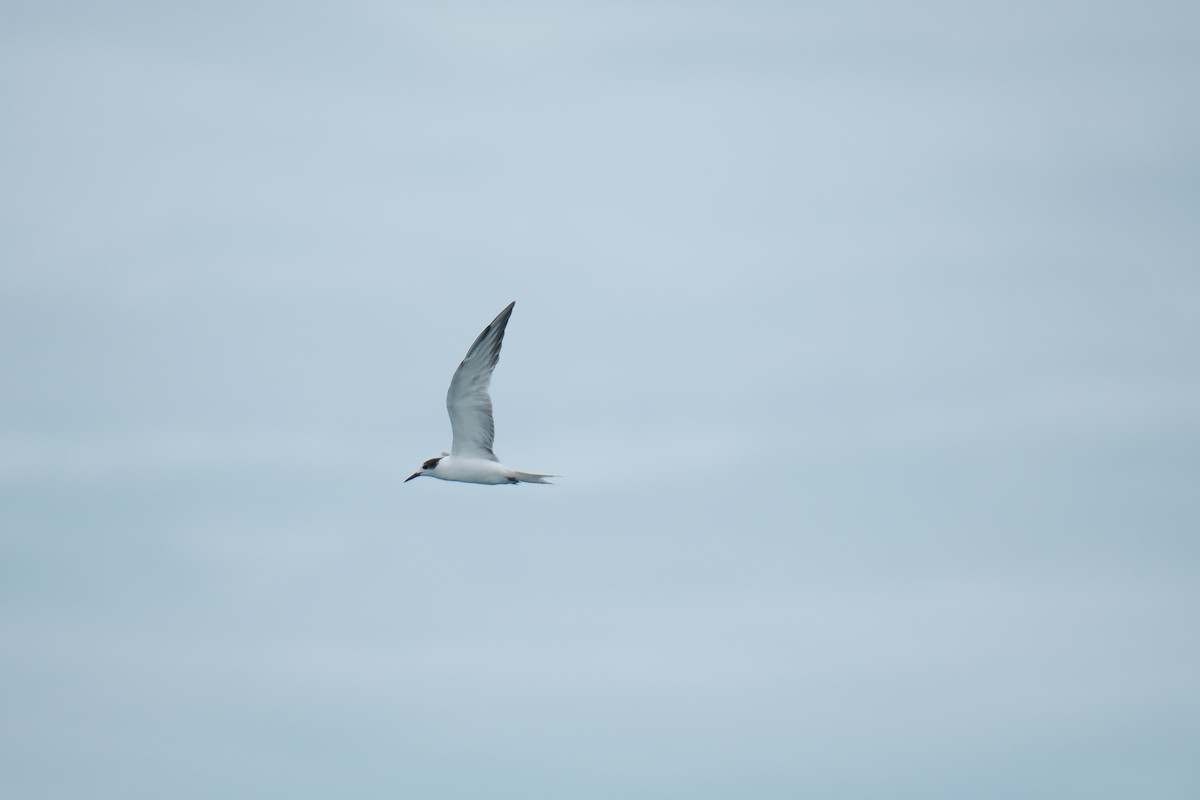 Речная крачка (longipennis) - ML645052082