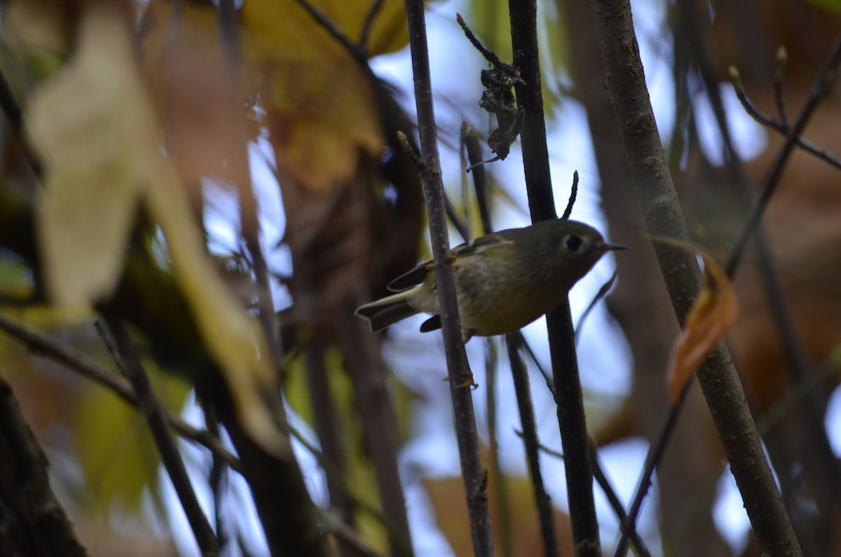 Ruby-crowned Kinglet - ML645052085